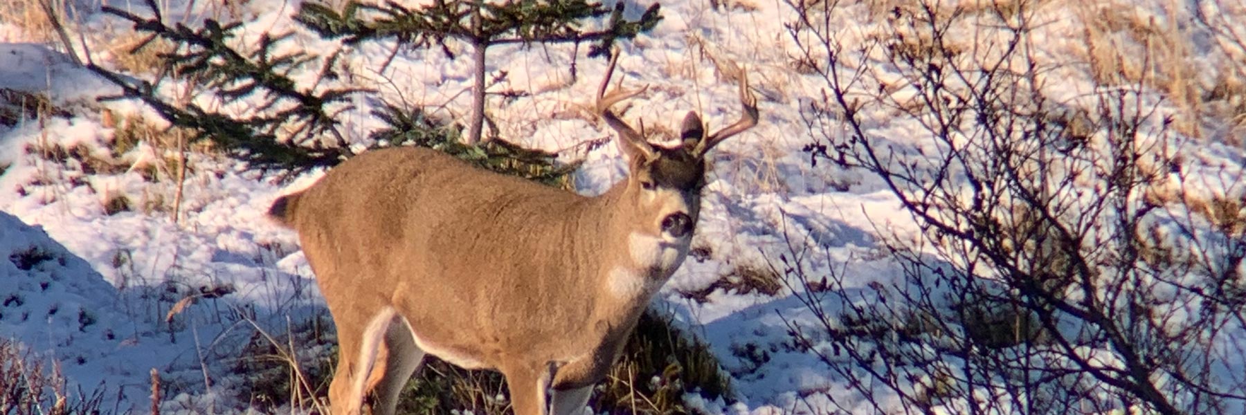 Black Tail Deer